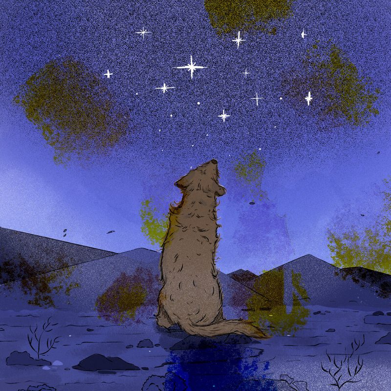 Black the dog staring up into the starry night sky.